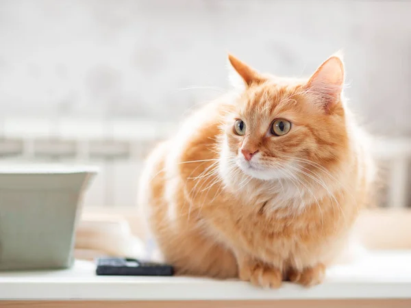 Nahaufnahme Porträt Der Süßen Ingwerkatze Flauschiges Haustier Starrt Häusliche Kätzchen — Stockfoto