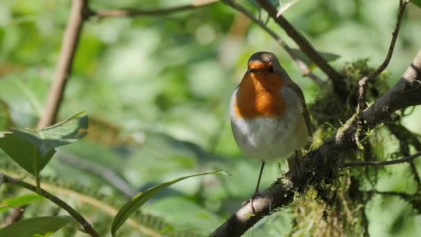 Európai vörösbegy ül a faágon. Erithacus rubecula az erdőben. Robin vagy Robin Redbreast. Lassú felvétel színes madárral. — Stock videók