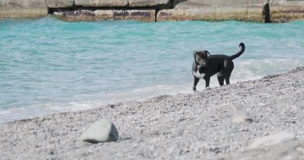 Czarny bezpański pies bawi się falami morskimi na pustynnej skalistej plaży. Zwolniony ruch. — Wideo stockowe