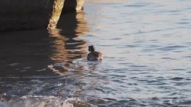 Büyük ibikli grebe veya Podiceps kristali. Su kuşu, deniz altında balık arar. Soçi, Rusya.