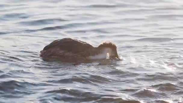 Velký erb grebe nebo Podiceps cristatus. Vodní ptactvo prohledává ryby pod hladinou moře. Soči, Rusko. — Stock video