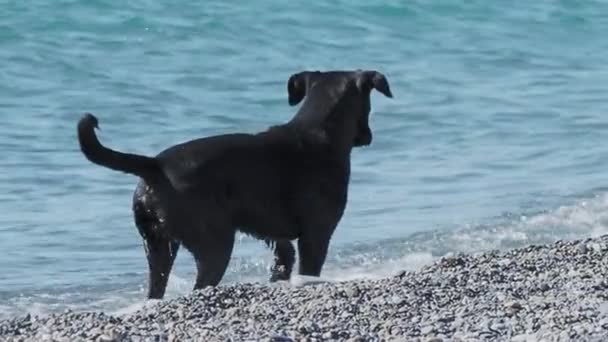 Cão vadio preto está brincando com ondas do mar na praia rochosa do deserto. Movimento lento . — Vídeo de Stock