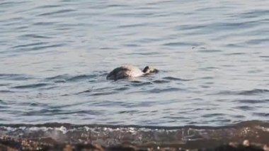 Büyük ibikli grebe veya Podiceps kristali. Su kuşu, deniz altında balık arar. Soçi, Rusya.