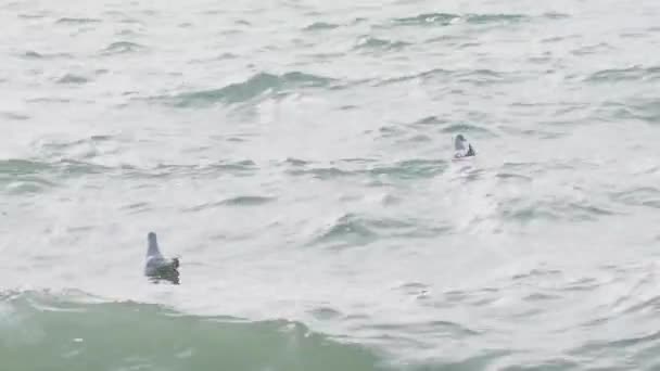 Fiskmåsar svingar sig på vågorna i surfingen. Svarta havet, Sotji, Ryssland. — Stockvideo