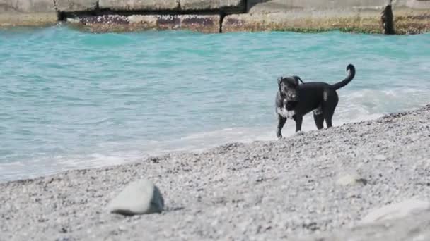 Černý zatoulaný pes si hraje s mořskými vlnami na pouštní skalnaté pláži. — Stock video
