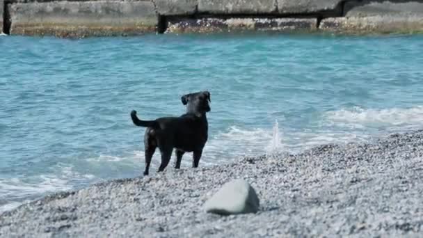 Czarny bezpański pies bawi się falami morskimi na pustynnej skalistej plaży. — Wideo stockowe