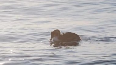 Büyük ibikli grebe veya Podiceps kristali. Su kuşu, deniz altında balık arar. Soçi, Rusya.