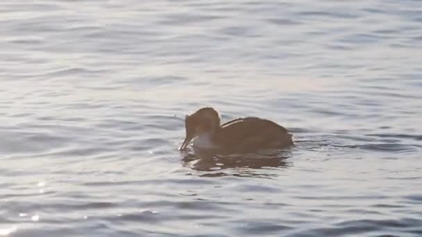 Büyük ibikli grebe veya Podiceps kristali. Su kuşu, deniz altında balık arar. Soçi, Rusya. — Stok video