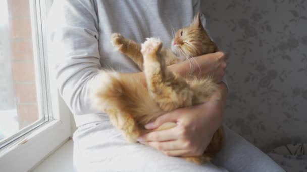 Frau streichelt süße Ingwerkatze auf Fensterbank. Flauschiges Haustier schnurrt vor Vergnügen. Gemütliches Zuhause. — Stockvideo