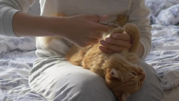 女性はベッドに座り、かわいい生姜猫のはさみの爪を切ります。喜びとふわふわのペットを追求し、その後彼女の膝を残します。居心地の良い家で朝の就寝. — ストック動画