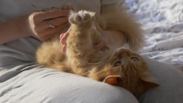 Woman sits in bed and cuts the claws of cute ginger cat scissors. Fluffy pet resists. Morning bedtime in cozy home. — Stock Video