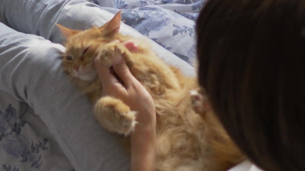 Woman sits in bed and cuts the claws of cute ginger cat scissors. Fluffy pet purring with pleasure, then resists. Morning bedtime in cozy home. — Stock Video