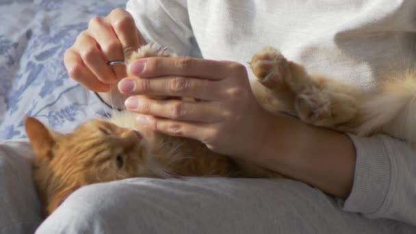 Femme assise dans son lit et coupe les griffes de mignons ciseaux de chat roux. Animaux pelucheux ronronnant de plaisir, puis résiste. Matin au coucher dans une maison confortable . — Video