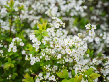 Çiçek açan kiraz ağacı. Açık mavi arkaplanda güzel beyaz çiçekler. Güneşli bahar günü.
