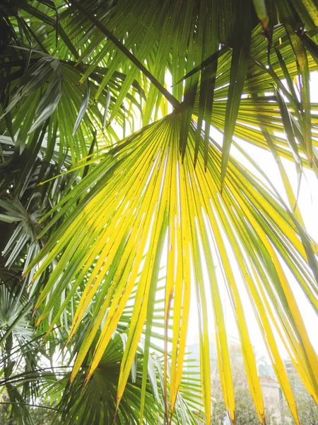 Slunce Svítí Listy Palem Tropický Strom Čerstvým Zeleným Listím — Stock fotografie