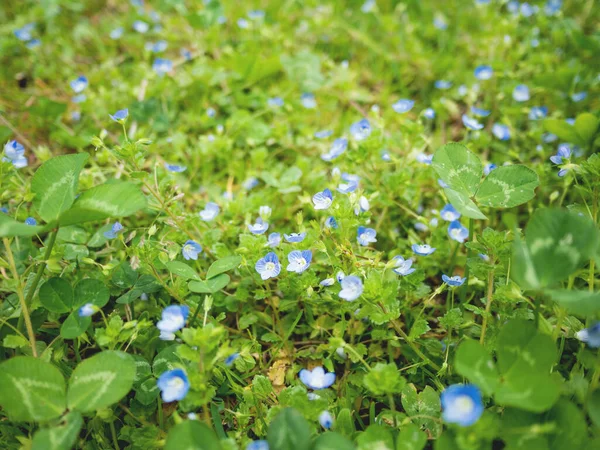 Blooming Veronica flowers. Small blue flowers between fresh green grass on lawn. Spring natural background.