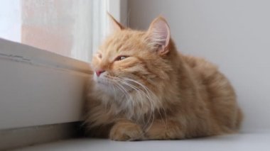 Pencerenin pervazında duran sevimli kızıl kedi. Pofuduk evcil hayvan dışarıda yürümeden evde karantinada oturuyor. Yavaş çekim.