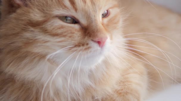 Mignon chat roux couché sur le rebord de la fenêtre. animal de compagnie moelleux est assis à la maison en quarantaine sans marcher à l'extérieur. Mouvement lent . — Video