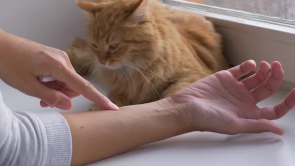 Woman shows scratches made by cute ginger cat. Fluffy pet lying on window sill and asking for stroking. Slow motion. — Stock Video