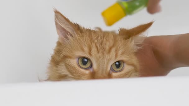 Vrouw wast schattige gember kat. pluizig nat huisdier miauwt en probeert te ontsnappen uit bad. — Stockvideo