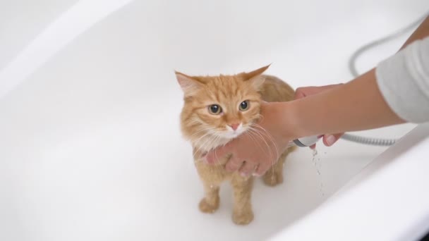 Mulher lava gato de gengibre bonito. Meows de estimação molhados fofos e tenta escapar da banheira . — Vídeo de Stock