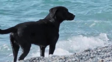 Kara sokak köpeği çöl kayalıklarında deniz dalgalarıyla oynuyor. Yavaş çekim.