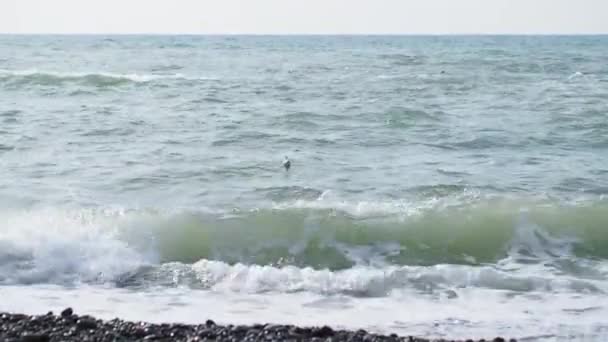 Οι γλάροι αιωρούνται στα κύματα στο κύμα. Μαύρη θάλασσα, Σότσι, Ρωσία. — Αρχείο Βίντεο