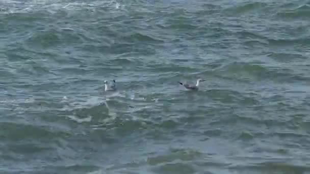 I gabbiani oscillano sulle onde durante il surf. Mar Nero, Sochi, Russia . — Video Stock