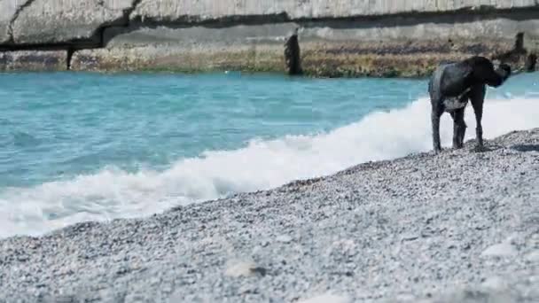 Schwarzer Streunerhund spielt mit Meereswellen am felsigen Wüstenstrand. — Stockvideo