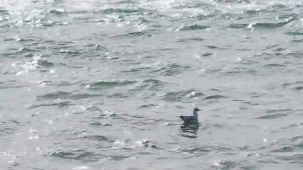 As gaivotas balançam nas ondas do surf. Mar Negro, Sochi, Rússia . — Vídeo de Stock