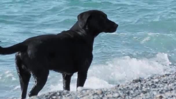 Zwarte zwerfhond speelt met zeegolven op het woestijnrotsachtige strand. Langzame beweging. — Stockvideo
