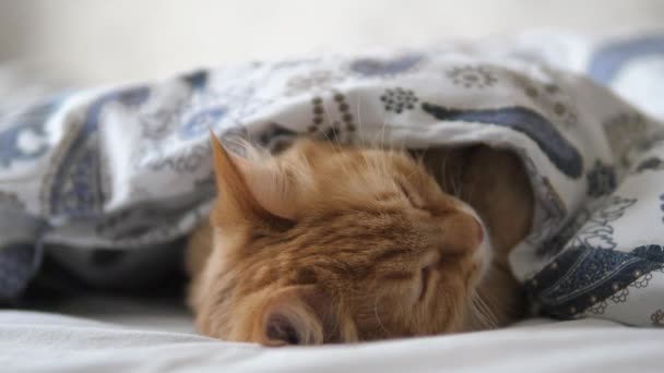 Niedliche Ingwerkatze schläft im Bett. Flauschiges Haustier bequem unter Decke niedergelassen. — Stockvideo