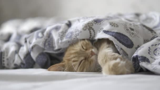 Gato de gengibre bonito dorme na cama. Animal de estimação fofo confortavelmente resolvido sob cobertor. Clipe com perfil HLG BT.2020 não classificado . — Vídeo de Stock