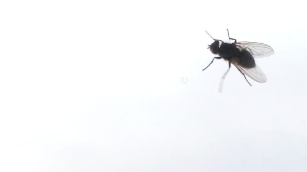 Voler ramper sur une fenêtre sale. Images macro avec insectes rampant sur la surface du verre .