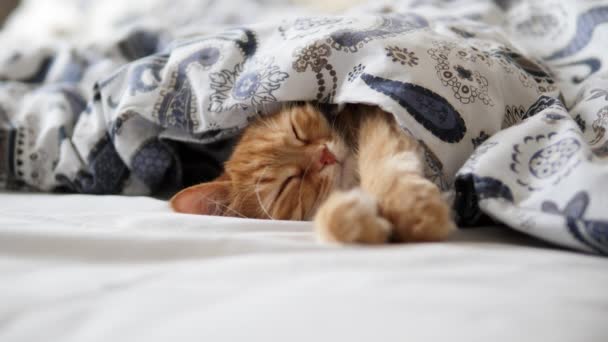 Gato de gengibre bonito dorme na cama. animal de estimação fofo confortavelmente resolvido sob cobertor . — Vídeo de Stock