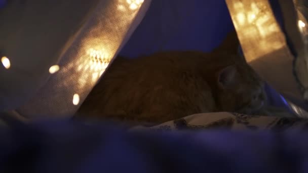 Cute ginger cat lying in childrens tent made of linen sheet on bed. Cozy evening. — Stock Video