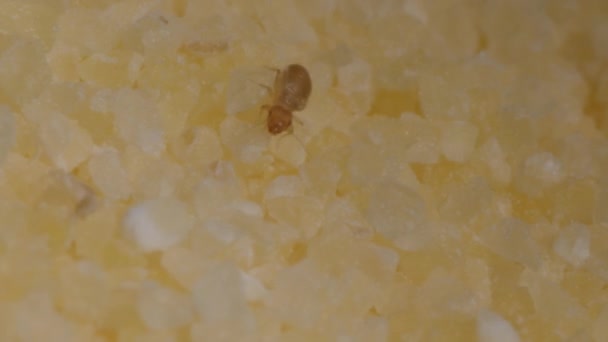 Tiny beetles in semolina. Macro footage with insects in food. — Stock Video