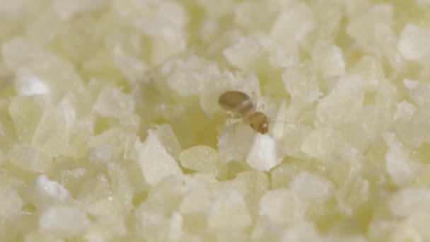 Tiny beetles in semolina. Macro footage with insects in food. — Stock Video