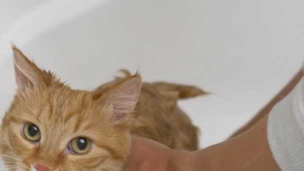 Vrouw wast schattige gember kat. pluizig nat huisdier miauwt en probeert te ontsnappen uit bad. — Stockvideo