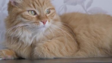 Adam rafta zencefilli kedi okşuyor. Tüylü hayvan zevkle mırıldanıyor. Konforlu ev.