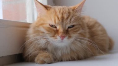 Pencerenin pervazında duran sevimli kızıl kedi. Pofuduk evcil hayvan dışarıda yürümeden evde karantinada oturuyor. Yavaş çekim.