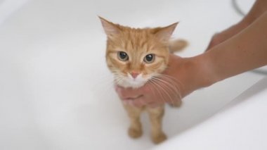 Kadın güzel zencefilli kedi yıkıyor. Yumuşak ıslak ev hayvanları miyavlıyor ve küvetten kaçmaya çalışıyor..