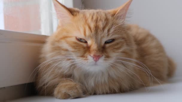 Söt ingefära katt liggande på fönsterbrädan. Fluffigt husdjur sitter hemma i karantän utan att gå ut. Långsamma rörelser. — Stockvideo