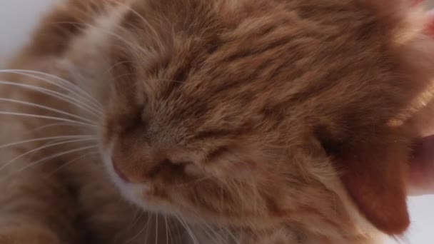 Vrouw streelt schattige gember kat op vensterbank. Fluffy huisdier spinnen met plezier. Gezellig thuis. — Stockvideo