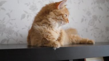 Rafta yatan sevimli kızıl kedi. Pofuduk evcil hayvan dışarıda yürümeden evde karantinada oturuyor. Yavaş çekim.
