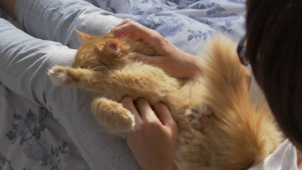 Mujer está acariciando lindo jengibre gato en la cama. Mascotas esponjosas ronroneando de placer. Mañana hora de acostarse en casa acogedora . — Vídeo de stock