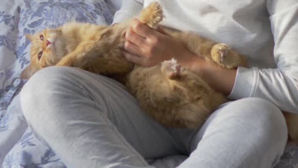 Mujer está acariciando lindo jengibre gato en la cama. Mascotas esponjosas ronroneando de placer. Mañana hora de acostarse en casa acogedora . — Vídeos de Stock