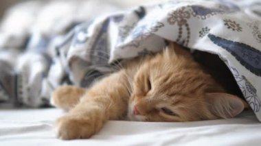 Tatlı kızıl kedi yatakta uyuyor. Yumuşak evcil hayvan rahatça battaniyenin altına yerleştirildi..