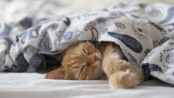 Η γλυκιά κοκκινομάλλα κοιμάται στο κρεβάτι. Χνουδωτό κατοικίδιο άνετα εγκαταστάθηκαν κάτω από κουβέρτα. — Αρχείο Βίντεο