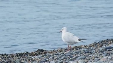 Kayalık bir sahilde martı. Beyaz deniz kuşu deniz sörfünün yanından geçiyor. Soçi, Rusya.